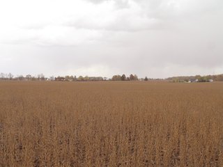 Property photo 14 - 97 +/- Acres Tillable Land Auction